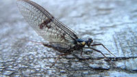 mayfly