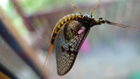 mayfly