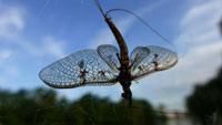mayfly
