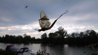 mayfly