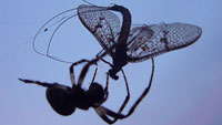 mayfly