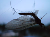 mayfly