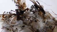 mayfly