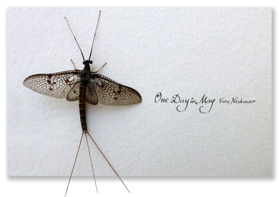 One Day in May - Vera Neubauer